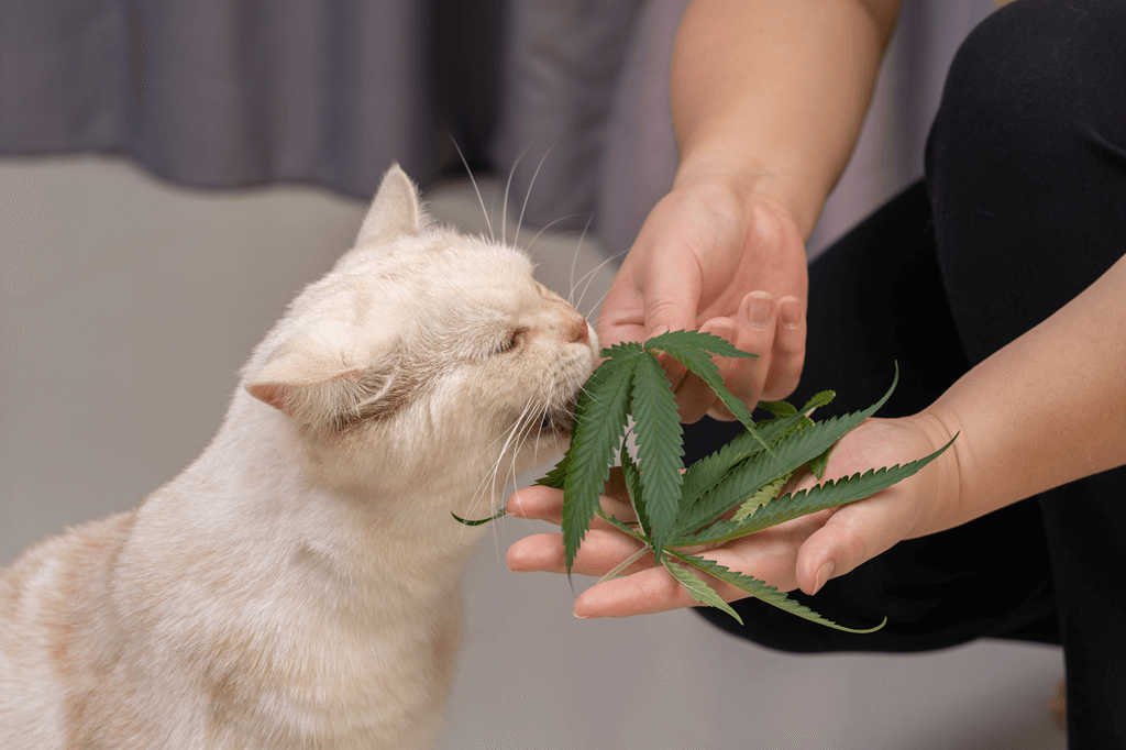 Cbd bon pour le chat